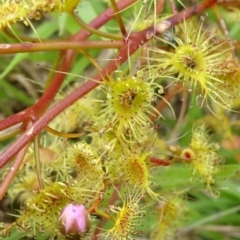 Drosera gunniana (Pale Sundew) at Lower Boro, NSW - 23 Nov 2021 by JanetRussell