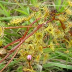 Drosera gunniana at Lower Boro, NSW - 23 Nov 2021