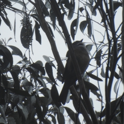 Pachycephala olivacea (Olive Whistler) at Farringdon, NSW - 19 Nov 2021 by Liam.m