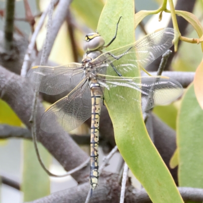 Anax papuensis (Australian Emperor) at Pialligo, ACT - 23 Nov 2021 by jb2602