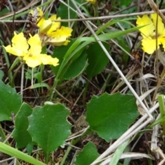 Goodenia hederacea subsp. hederacea (Ivy Goodenia, Forest Goodenia) at Lower Boro, NSW - 23 Nov 2021 by JanetRussell