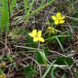 Goodenia hederacea subsp. hederacea at Lower Boro, NSW - 23 Nov 2021