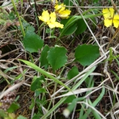 Goodenia hederacea subsp. hederacea at Lower Boro, NSW - 23 Nov 2021