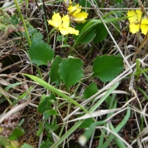 Goodenia hederacea subsp. hederacea at Lower Boro, NSW - 23 Nov 2021