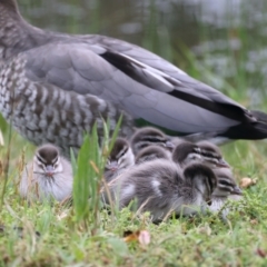 Chenonetta jubata (Australian Wood Duck) at Ainslie, ACT - 23 Nov 2021 by jb2602