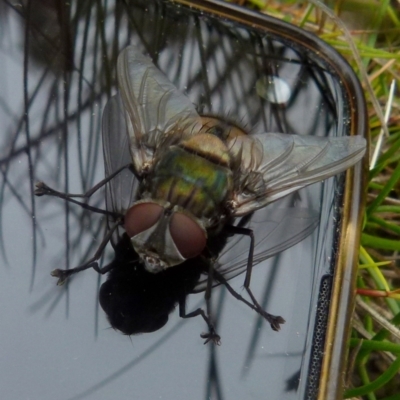 Rutilia (Chrysorutilia) formosa (A Bristle fly) at Boro - 22 Nov 2021 by Paul4K