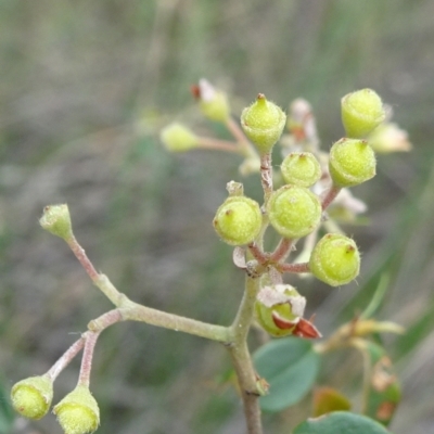 Pomaderris delicata (Delicate Pomaderris) at Lower Boro, NSW - 23 Nov 2021 by JanetRussell
