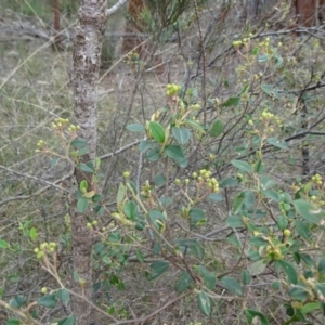 Pomaderris delicata at Lower Boro, NSW - 23 Nov 2021