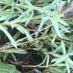 Leptorhynchos squamatus subsp. squamatus at Red Hill Nature Reserve - 24 Nov 2021