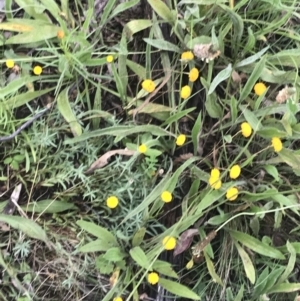 Leptorhynchos squamatus subsp. squamatus at Red Hill Nature Reserve - 24 Nov 2021