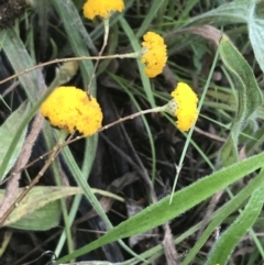 Leptorhynchos squamatus subsp. squamatus at Red Hill Nature Reserve - 24 Nov 2021