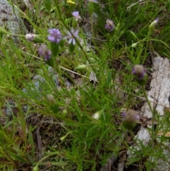 Vittadinia sp. at Boro, NSW - 23 Nov 2021