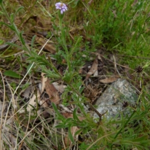 Vittadinia sp. at Boro, NSW - 23 Nov 2021