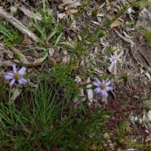 Vittadinia sp. at Boro, NSW - 23 Nov 2021