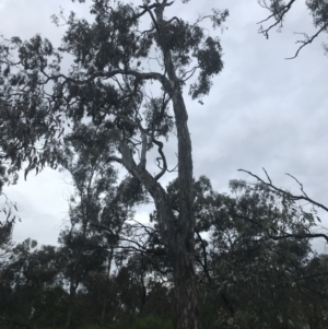 Eucalyptus melliodora at Red Hill Nature Reserve - 24 Nov 2021 06:12 PM