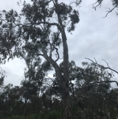 Eucalyptus melliodora at Red Hill Nature Reserve - 24 Nov 2021 06:12 PM