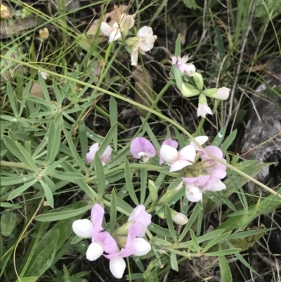 Lotus australis (Austral Trefoil) at Deakin, ACT - 24 Nov 2021 by Tapirlord