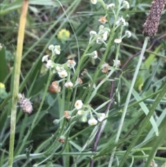 Hackelia suaveolens (Sweet Hounds Tongue) at Deakin, ACT - 24 Nov 2021 by Tapirlord