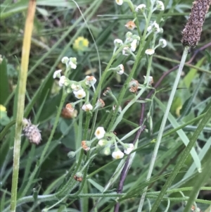 Hackelia suaveolens at Red Hill Nature Reserve - 24 Nov 2021