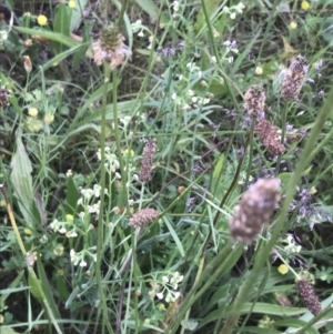 Hackelia suaveolens at Red Hill Nature Reserve - 24 Nov 2021