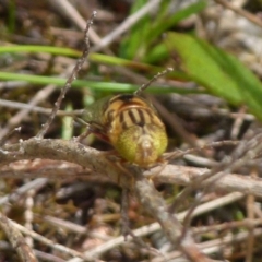 Eristalinus punctulatus (Golden Native Drone Fly) at Boro - 23 Nov 2021 by Paul4K