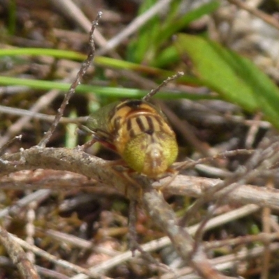 Eristalinus punctulatus (Golden Native Drone Fly) at Boro - 23 Nov 2021 by Paul4K