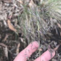 Eragrostis curvula at Hughes, ACT - 24 Nov 2021 06:48 PM