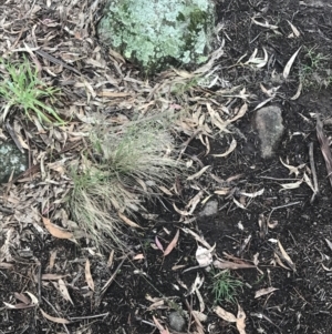 Eragrostis curvula at Hughes, ACT - 24 Nov 2021