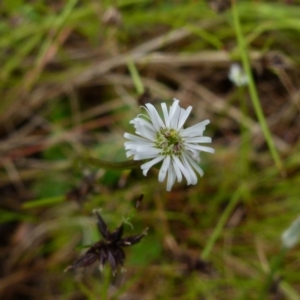 Lagenophora stipitata at Boro, NSW - 23 Nov 2021