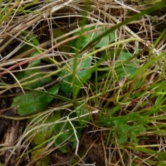 Lagenophora stipitata at Boro, NSW - 23 Nov 2021