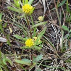 Triptilodiscus pygmaeus (Annual Daisy) at Lower Boro, NSW - 23 Nov 2021 by JanetRussell