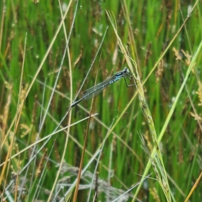 Austrolestes psyche (Cup Ringtail) at Watson, ACT - 24 Nov 2021 by EmilySutcliffe