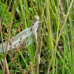 Orthetrum caledonicum at Watson, ACT - 24 Nov 2021