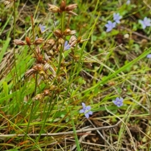 Juncus homalocaulis at Watson, ACT - 24 Nov 2021 08:27 AM