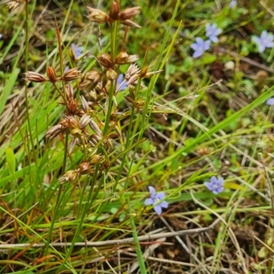 Juncus homalocaulis (A Rush) at Watson, ACT - 23 Nov 2021 by EmilySutcliffe