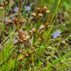 Juncus homalocaulis at Watson, ACT - 24 Nov 2021