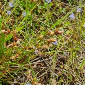 Juncus homalocaulis at Watson, ACT - 24 Nov 2021 08:27 AM