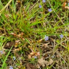 Juncus homalocaulis at Watson, ACT - 24 Nov 2021 08:27 AM