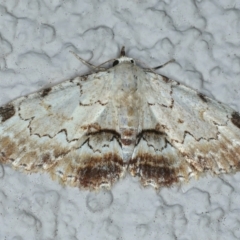 Sandava xylistis (Rusty Snout) at Ainslie, ACT - 23 Nov 2021 by jb2602