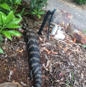 Tiliqua scincoides scincoides at Hughes, ACT - 23 Nov 2021