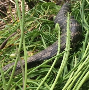 Tiliqua scincoides scincoides at Hughes, ACT - 23 Nov 2021