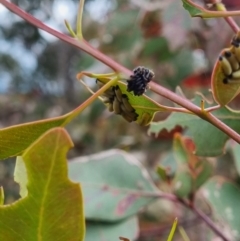 Chrysomelidae sp. (family) at Watson, ACT - 24 Nov 2021