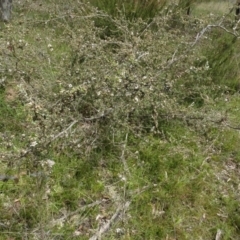 Gaudium brevipes (Grey Tea-tree) at Lower Boro, NSW - 23 Nov 2021 by AndyRussell