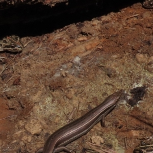 Limnodynastes tasmaniensis at Dry Plain, NSW - 30 Oct 2021