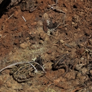 Limnodynastes tasmaniensis at Dry Plain, NSW - 30 Oct 2021 12:27 PM