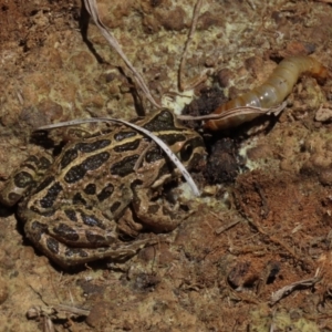 Limnodynastes tasmaniensis at Dry Plain, NSW - 30 Oct 2021