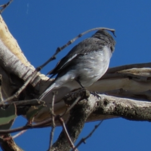 Melanodryas cucullata cucullata at Arable, NSW - 7 Mar 2021