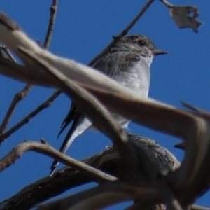 Melanodryas cucullata at Arable, NSW - 7 Mar 2021