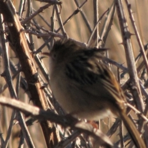 Cisticola exilis at Franklin, ACT - 20 May 2018