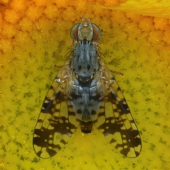 Austrotephritis poenia at Pialligo, ACT - 23 Nov 2021